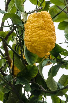Local 'Sfusato Amalfitano' lemons are a different type than you and I are used to. Gnarlier skin for starters. They are grown a bit larger and more aromatic. Supposedly higher in Vitamin C. They were once crucial exports going onto Britain and America.