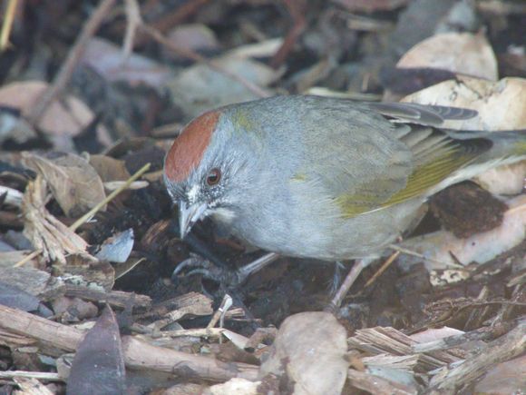 Green-tailed Towhee