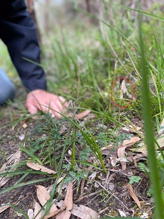 Tiny native orchid..