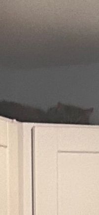 That blur up there is Gorgeous atop the kitchen cabinet. Our neighbor who fostered them has the same layout so he figured this out easily