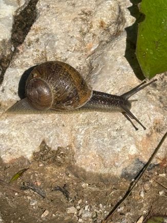 A snail for Florida1