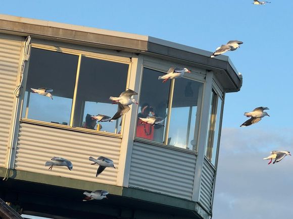 More seagulls! They were everywhere, loud, and aggressive.