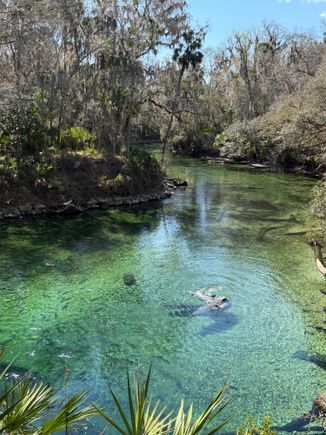 Manatees frolicking
