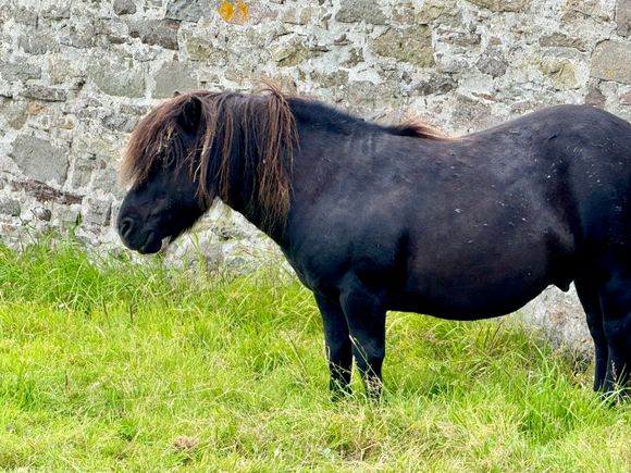 The site even had some Shetland ponies!!! So cute. This is a standard, the largest of the breed.