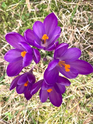 I love seeing the first sign of spring in my yard