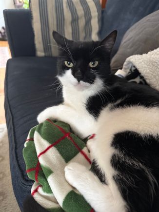 Kids adopted this cat a few weeks ago. He had been feral and escaped but they kept putting out food and he hung around. The other day he came out from under the porch right to DGS2 and has remained in the house for several days now. Fingers crossed.