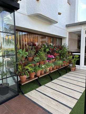 Flowering potted plants right of main entrance to ANTONIO, outside ZAHARA DE LOS ATUNES (Zahara of the tunas)
