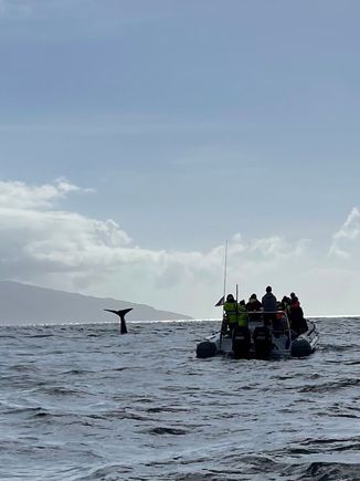 Sperm Whale going for a deep dive