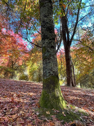 Love big trees