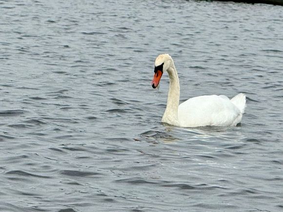 Lots of Mute swans