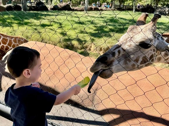 Another highlight of the day was feeding a couple of giraffes lettuce. He kept giggling out loud after each feeding.