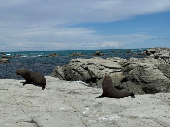 NZ fur seals up close