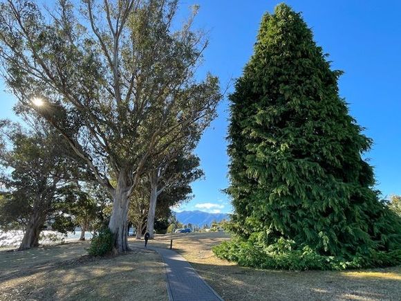 Huge trees, a lovely lakeside path 