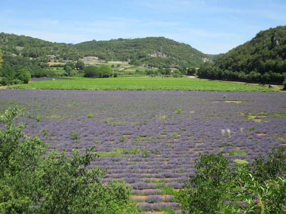 View of lavender field from Montclus