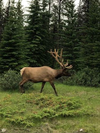 Outside our cabin in Jasper