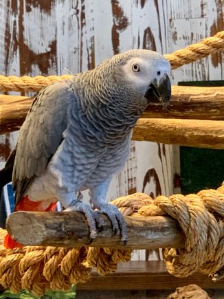 African Gray parrot!