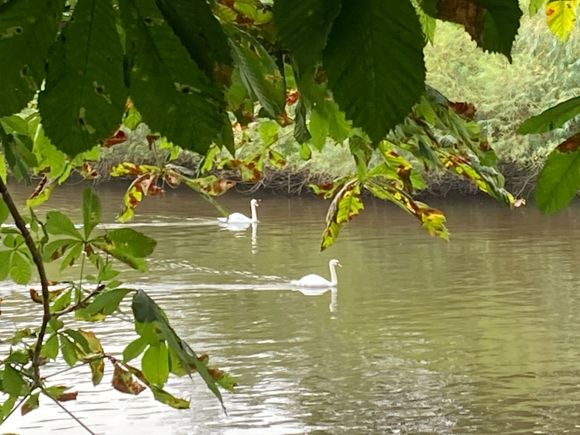 Swans on the River Severn in Worcester 