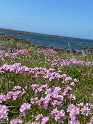 The wild flowers was breathtaking 