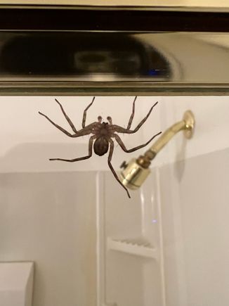 The only negative of this apartment. Glad Mrs Z didn't see it.The qu