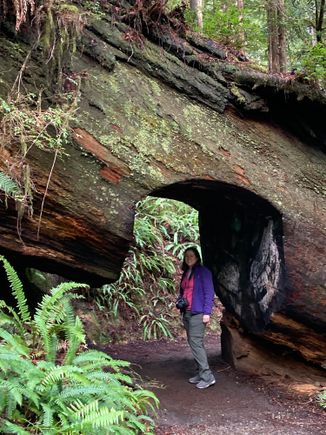 Me under a fallen redwood tree.