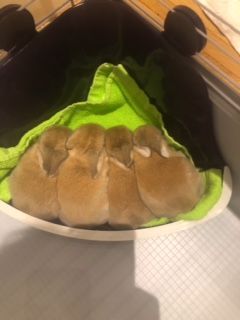 My sister's baby rabbits