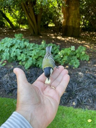 I saw a mother and son feeding birds out of there hands and she gave me a couple of crackers.  These little guys are fearless.