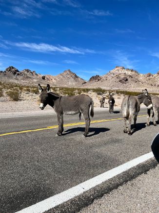 Wild burros hanging out in the middle of the road 