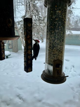 a pilliated woodpecker, I tried to edit it larger but it didn't work. sorry.