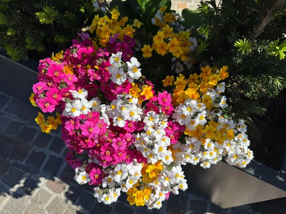 Pretty flowers in Soprabolzano