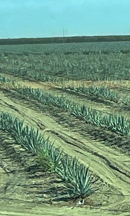 However, given the amount of water that it takes to grow one almond, some are turning to other products.  This looks like some agave plants?  Maybe someone is trading almonds for tequila?