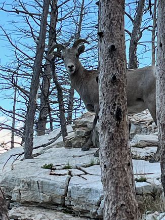 Trail friend. I’m never truly alone.