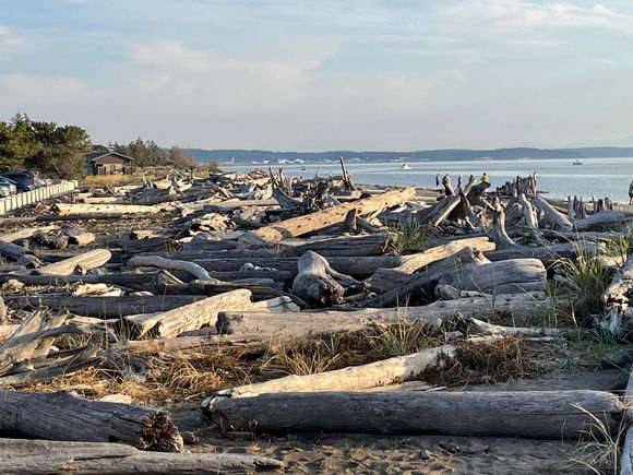 Drift wood that has been deposited by a storm or more accurately storms over the years.
