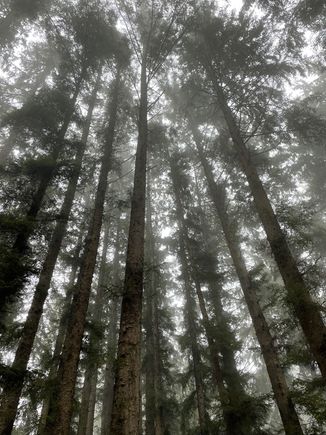 Looking up at the big trees surrounding our campsite # 39.