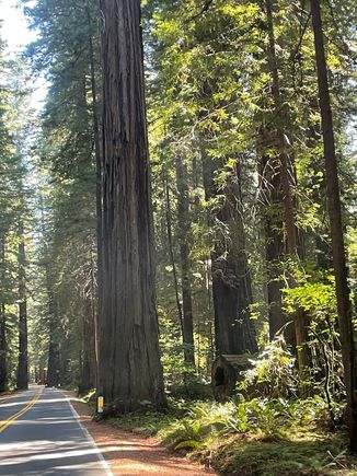 The trees come right up to the edge of the road.  Sometimes you duck when you drive through these trees.