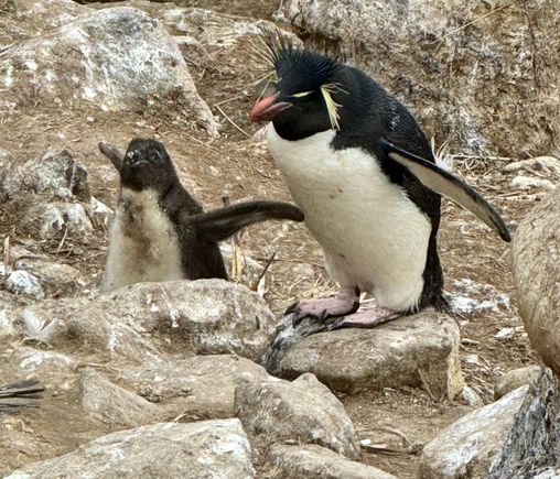 Adult Rockhopper and chick