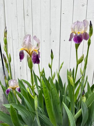 Irises 