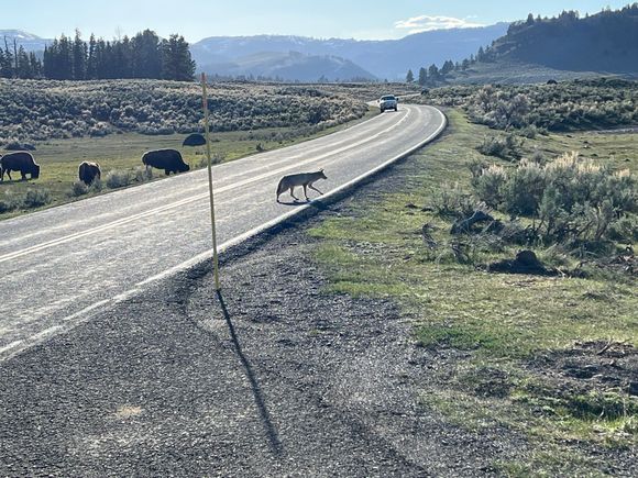 We were gretted by a coyote in Yellowstone. I took it as a bad sign. Native Americans say not to trust the coyote.