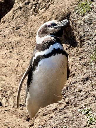 Magellanic penguin 