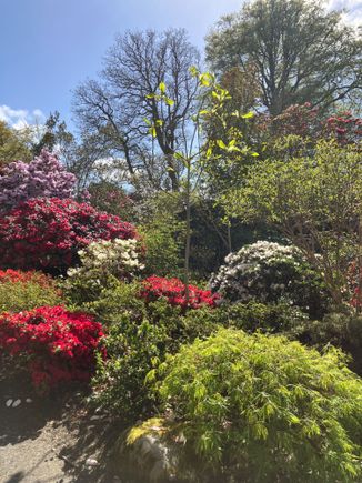 Flowering shrubs and trees on a path