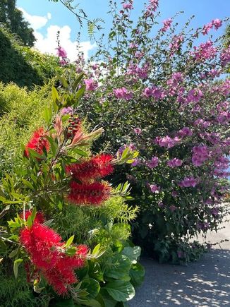 Bottlebrush
