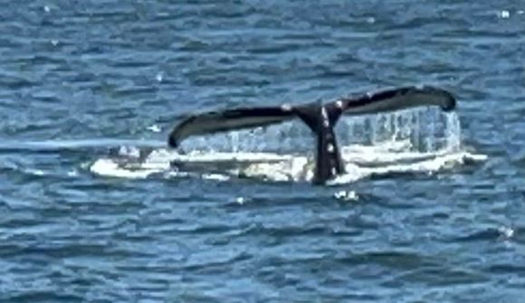 We went whale watching 