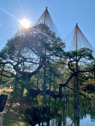 I believe this is the Karasiki pine, a thousand year old tree, supported by yukitsori, the cone-like structures