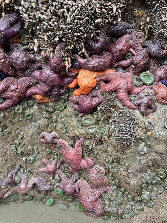 So many of them around the base of the 2 rocky outcroppings 