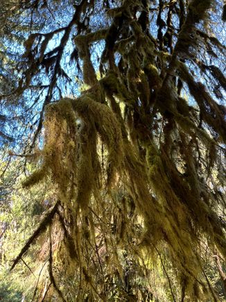 Photos don't do justice at Hoh RF