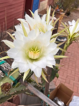 Night blooming cerus. Blooms are 8” across.