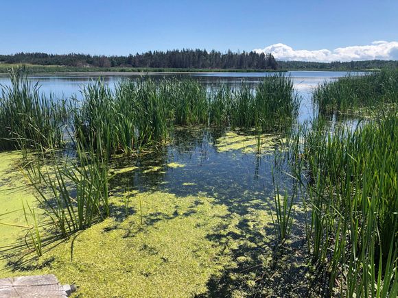 Another view of the pond