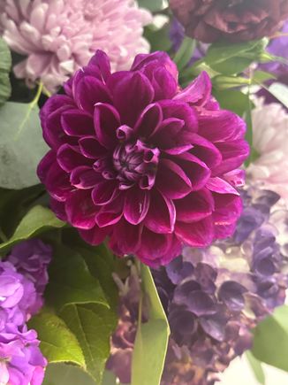 I just love this dahlia. 