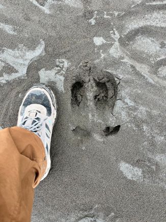Caribou hoof print in the silt on the river bed