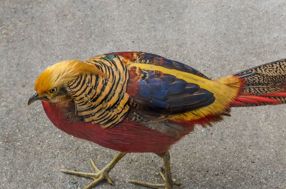Bonjour mes amis! Welcome. Come right this way for Chateau Gaillard, where I am the greeter bird. *His tail was twice the length of his body.