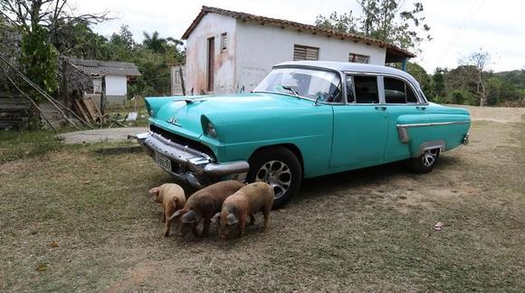 Piggies wandering around at the outdoor restaurant.